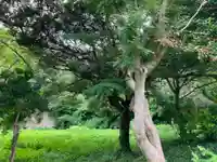 東勝寺跡の自然