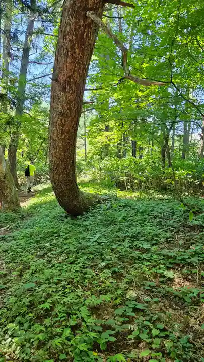 戸隠神社火之御子社の自然