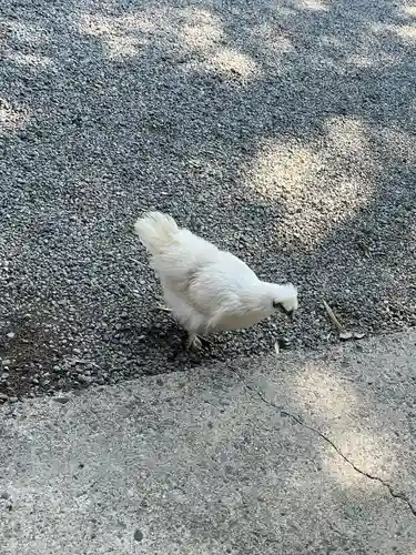 高屋敷稲荷神社の動物
