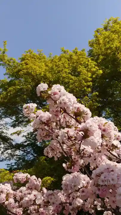 大報恩寺(千本釈迦堂)の自然