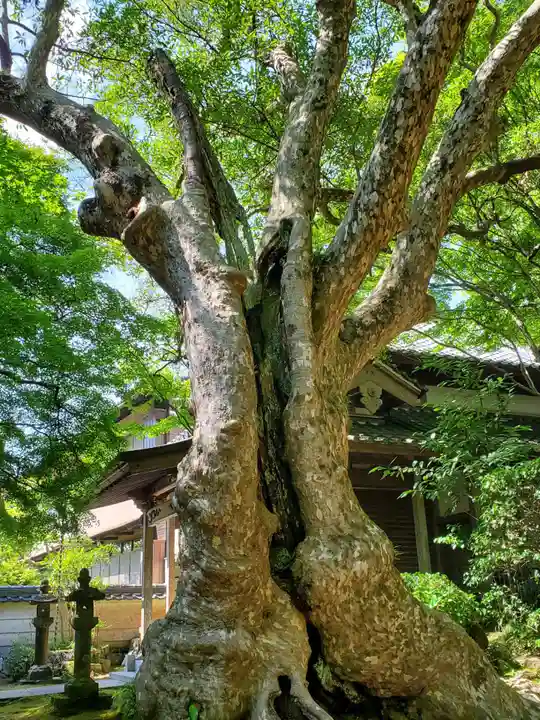 花山院菩提寺の自然