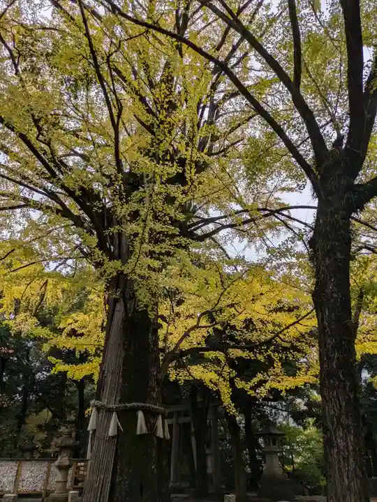 赤坂氷川神社(東京都)