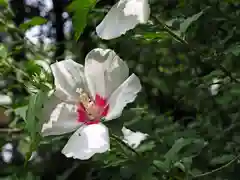 恩山寺の自然