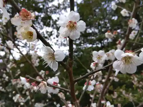 藤島神社（贈正一位新田義貞公之大宮）(福井県)