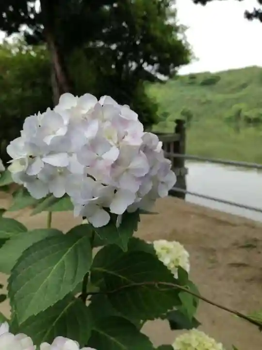 武蔵第六天神社の自然