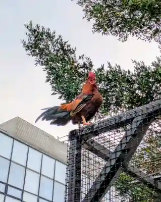 高知大神宮の{uncategorized: "未分類", other: "その他", undefined: "問題あり", building: "その他建物", grave: "お墓", sacred_gate: "鳥居", guardian: "狛犬", statue: "像", buddha: "仏像", history: "歴史", nature: "自然", garden: "庭園", animal: "動物", pagoda: "塔", temizu: "手水舎", mountain_gate: "山門・神門", sanctuary: "本殿・本堂", subordinate: "末社・摂社", art: "芸術", scenery: "景色", jizo: "地蔵", ema: "絵馬", goshuin: "御朱印", omikuji: "おみくじ", items: "授与品その他", amulet: "お守り", goshuincho: "御朱印帳", eats: "食事", festival: "お祭り", votive_dance: "神楽", shichigosan: "七五三参", wedding: "結婚式", experience: "体験その他", initially: "初詣", around: "周辺", anti_infection: "感染症対策"}