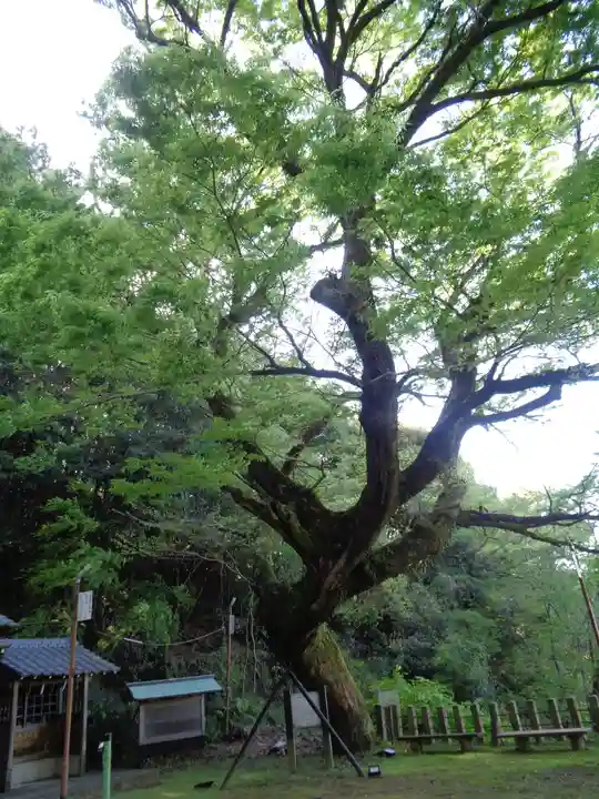 温泉神社(熊本県)