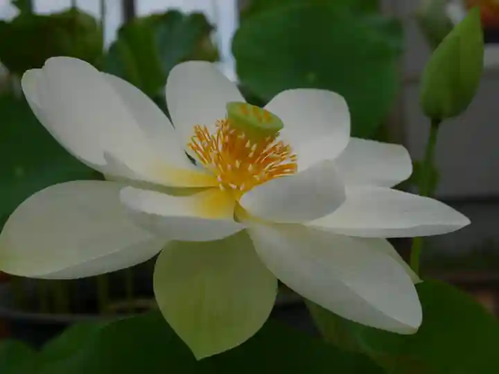 極楽山 浄土寺の自然