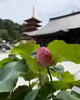 高幡不動尊 金剛寺(東京都)