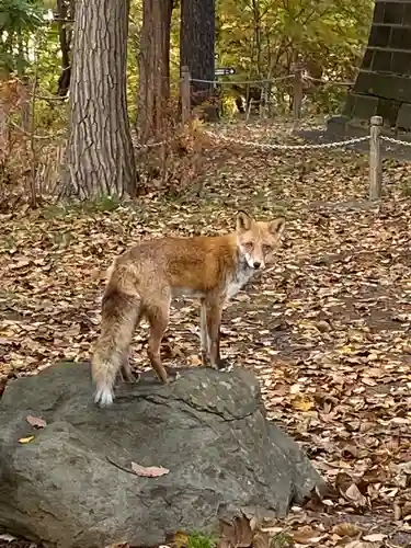 月寒神社の動物