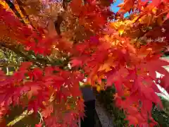 禅林寺（永観堂）の自然