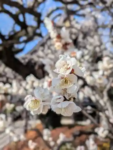 福蔵院(東京都)