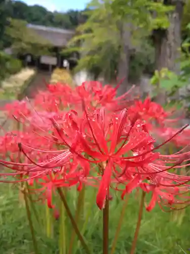 横浜　西方寺の庭園