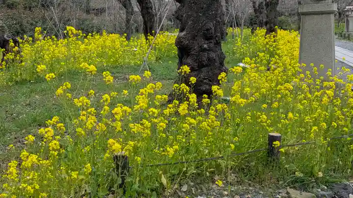 平野神社(京都府)