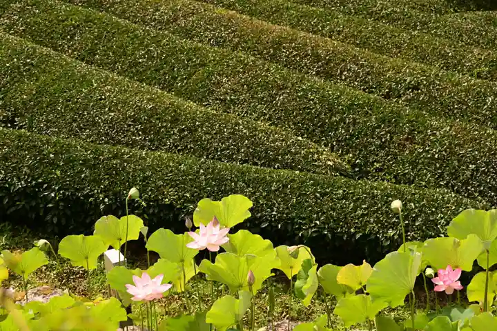 定福寺(高知県)