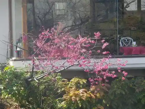 鶴岡八幡宮の自然