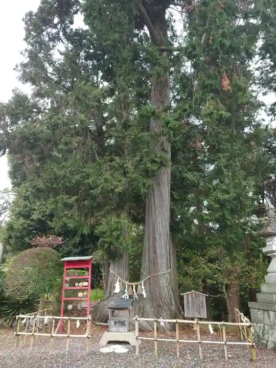 矢奈比賣神社(見付天神)の自然