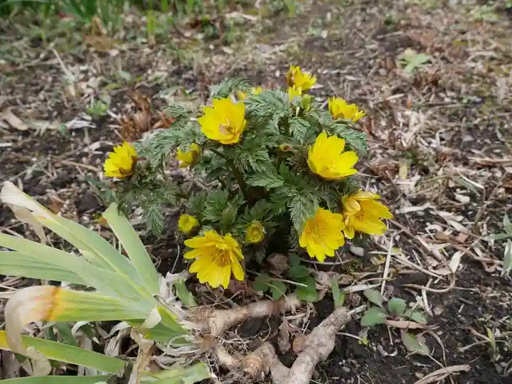 極楽寺(霊鷲山感應院極楽律寺)の自然