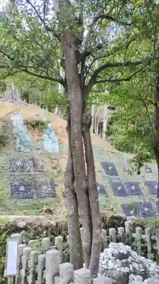 月読神社(松尾大社摂社)の自然