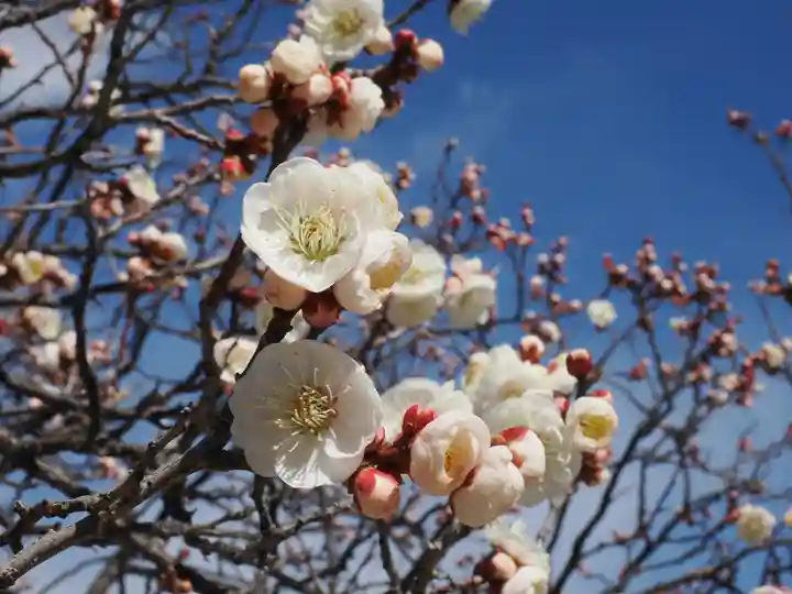 高幡不動尊 金剛寺(東京都)