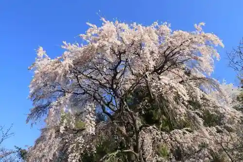 熊野神社の自然