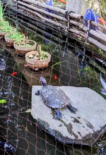 葛原岡神社の動物
