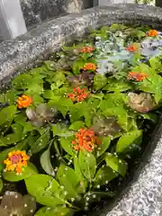 三津厳島神社の手水