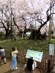 実相寺の自然