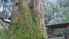 加蘇山神社の自然