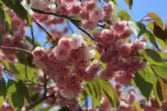 大六天麻王神社の自然