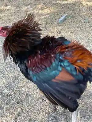 助松神社の動物