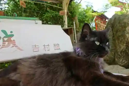粉河産土神社（たのもしの宮）の動物