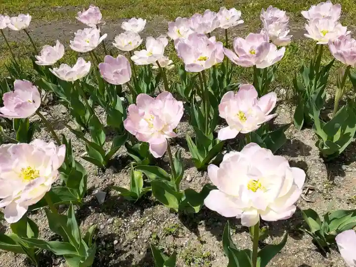 宮前霹靂神社の{uncategorized: "未分類", other: "その他", undefined: "問題あり", building: "その他建物", grave: "お墓", sacred_gate: "鳥居", guardian: "狛犬", statue: "像", buddha: "仏像", history: "歴史", nature: "自然", garden: "庭園", animal: "動物", pagoda: "塔", temizu: "手水舎", mountain_gate: "山門・神門", sanctuary: "本殿・本堂", subordinate: "末社・摂社", art: "芸術", scenery: "景色", jizo: "地蔵", ema: "絵馬", goshuin: "御朱印", omikuji: "おみくじ", items: "授与品その他", amulet: "お守り", goshuincho: "御朱印帳", eats: "食事", festival: "お祭り", votive_dance: "神楽", shichigosan: "七五三参", wedding: "結婚式", experience: "体験その他", initially: "初詣", around: "周辺", anti_infection: "感染症対策"}
