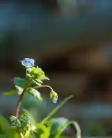 正安寺(神奈川県)