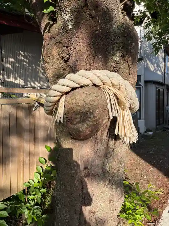 小室浅間神社の{uncategorized: "未分類", other: "その他", undefined: "問題あり", building: "その他建物", grave: "お墓", sacred_gate: "鳥居", guardian: "狛犬", statue: "像", buddha: "仏像", history: "歴史", nature: "自然", garden: "庭園", animal: "動物", pagoda: "塔", temizu: "手水舎", mountain_gate: "山門・神門", sanctuary: "本殿・本堂", subordinate: "末社・摂社", art: "芸術", scenery: "景色", jizo: "地蔵", ema: "絵馬", goshuin: "御朱印", omikuji: "おみくじ", items: "授与品その他", amulet: "お守り", goshuincho: "御朱印帳", eats: "食事", festival: "お祭り", votive_dance: "神楽", shichigosan: "七五三参", wedding: "結婚式", experience: "体験その他", initially: "初詣", around: "周辺", anti_infection: "感染症対策"}