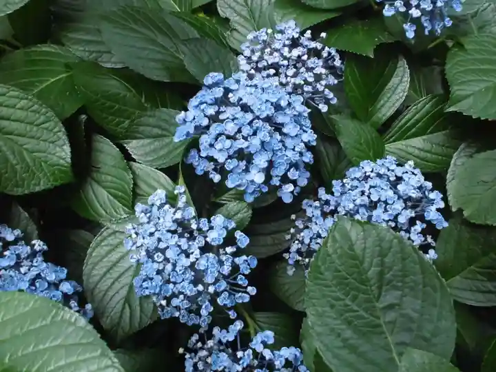 弥生神社の自然