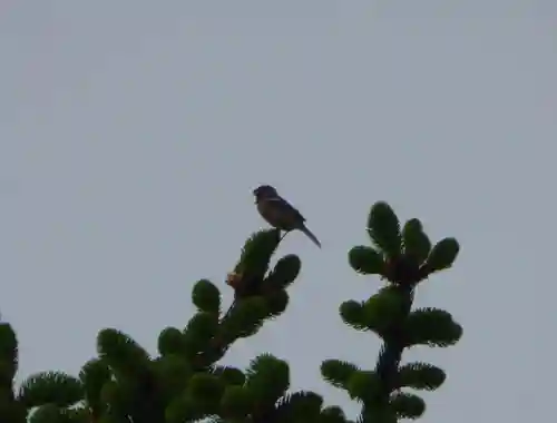 留辺蘂神社の動物