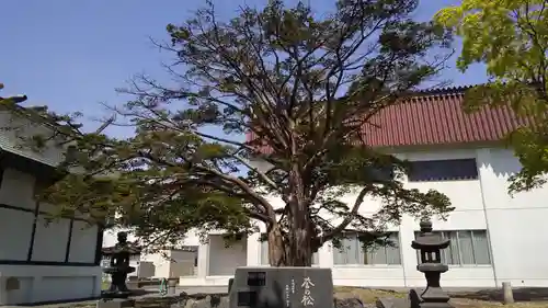 白老八幡神社の自然