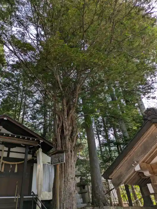 白山神社(岐阜県)
