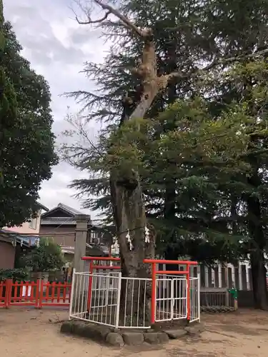 荒井神社の自然