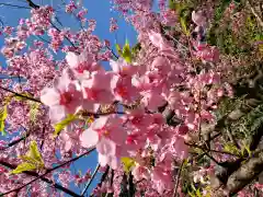 代々木八幡宮の自然