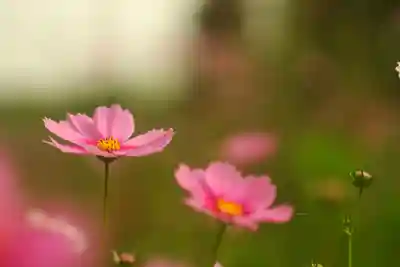 般若寺 ❁﻿コスモス寺❁(奈良県)