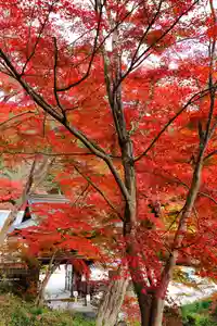 普門寺(切り絵御朱印発祥の寺)の自然(2021年05月15日(土) 21時03分09秒投稿)