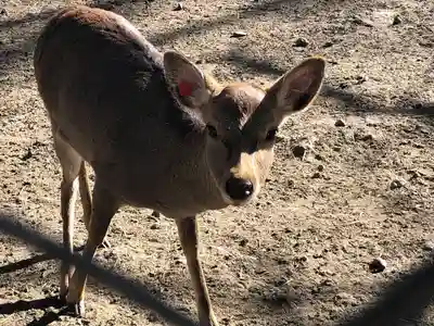 三嶋大社(静岡県)