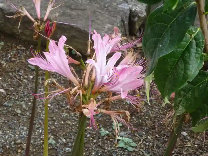 横浜 西方寺の自然