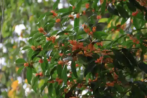 開成山大神宮の自然