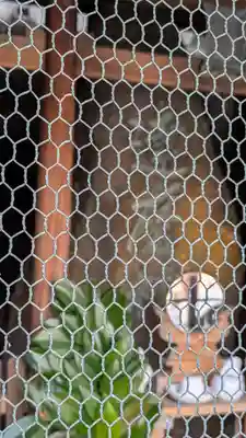 達磨大明神(京都府)