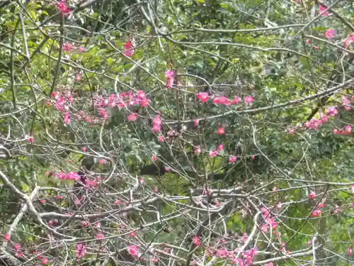 安國論寺（安国論寺）の自然