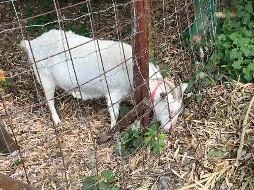 出雲大社相模分祠(神奈川県)