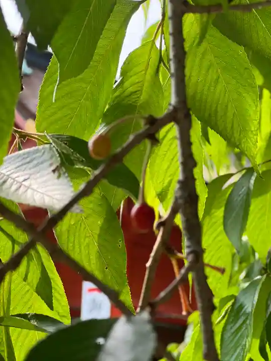 富士山本宮浅間大社(静岡県)